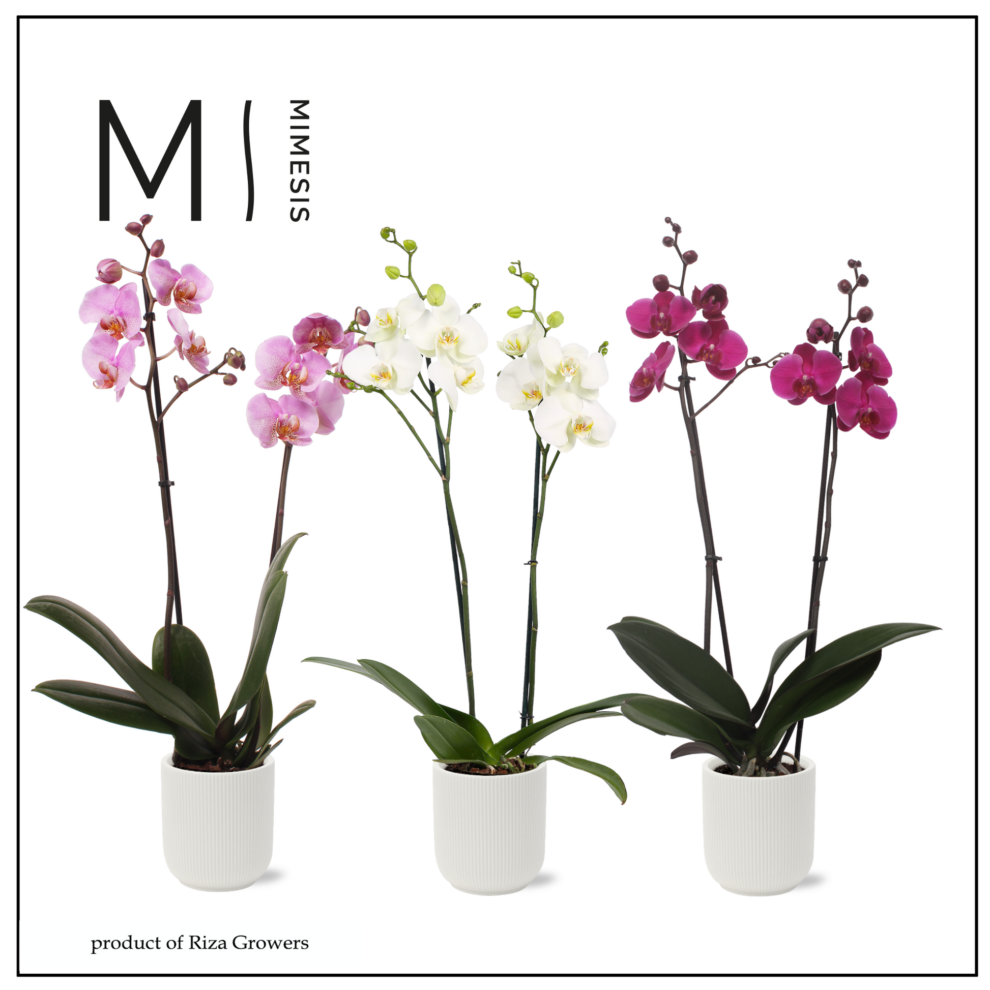 Phalaenopsis mix 70cm 12cm Pot