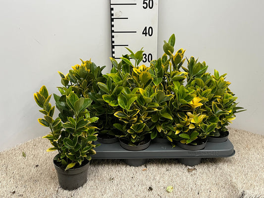 Euonymus Aureus 30cm 10.5cm Pot