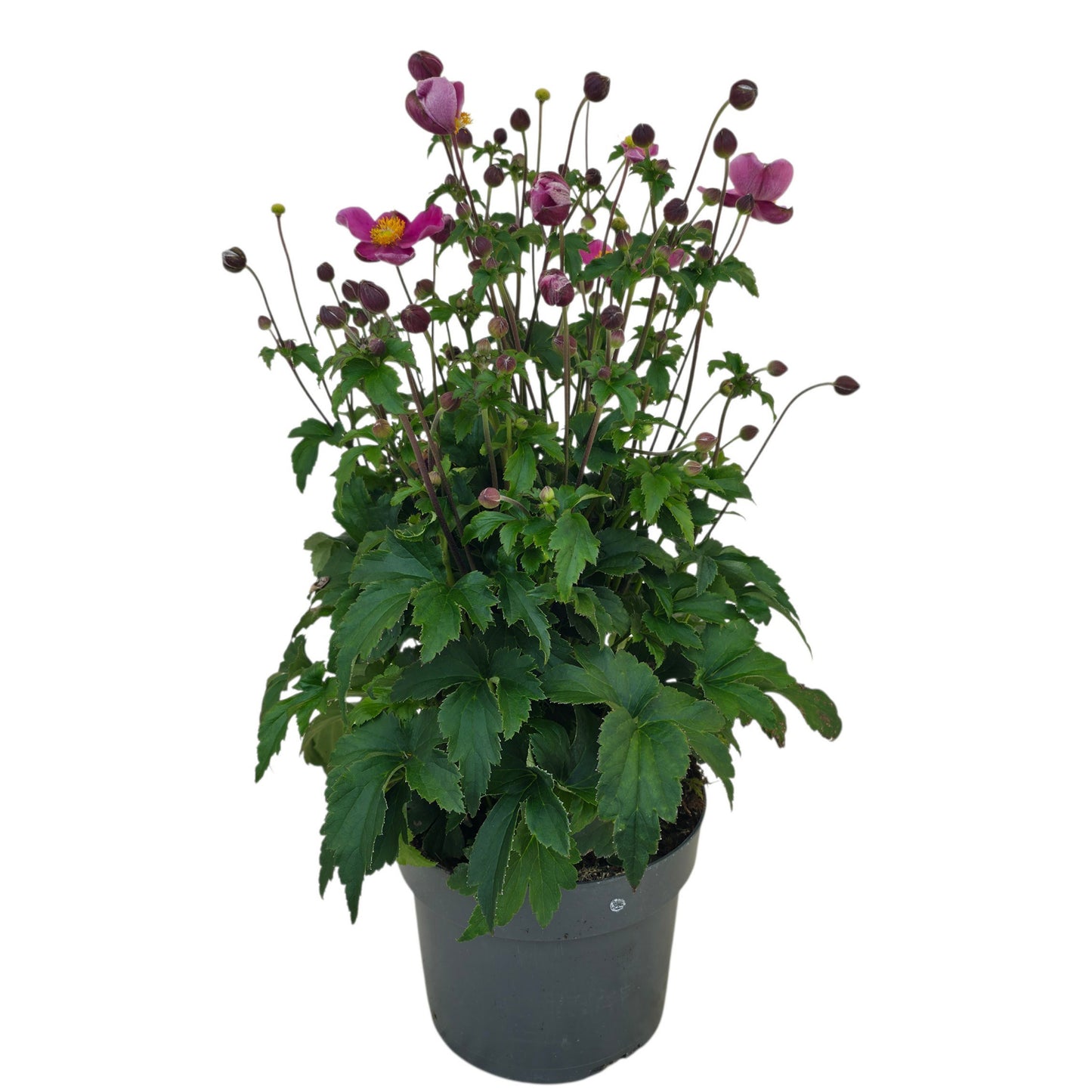 Anemone Japonica hybrids 50cm 17cm Pot