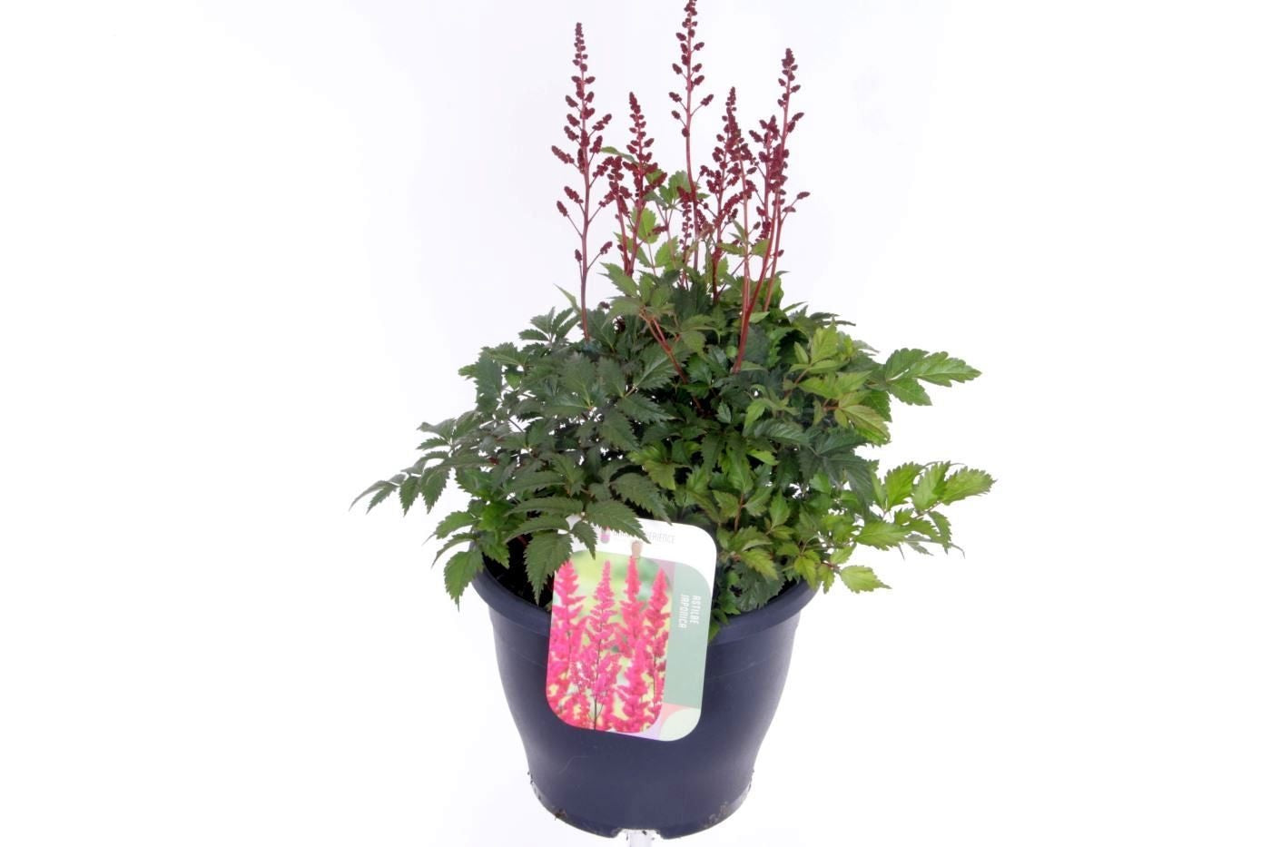 Astilbe ar. Fanal 55cm 23cm Pot
