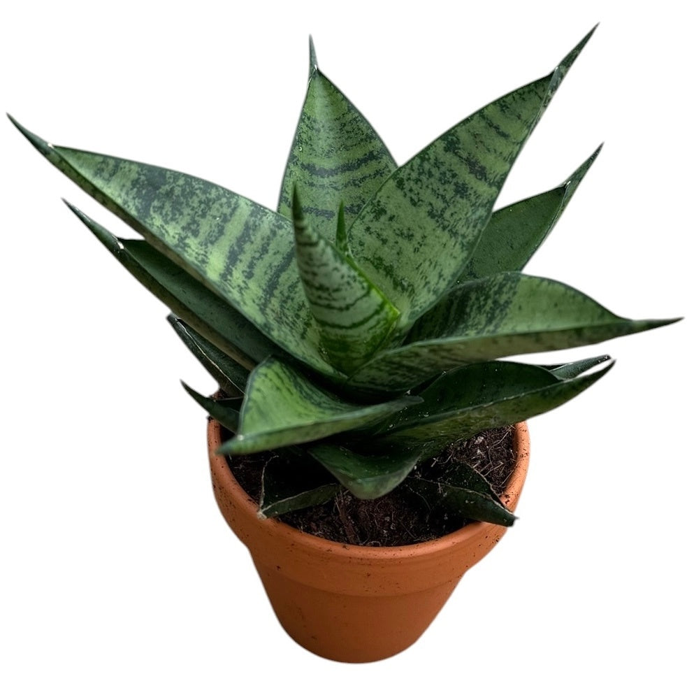 Sansevieria 15cm 8cm Pot