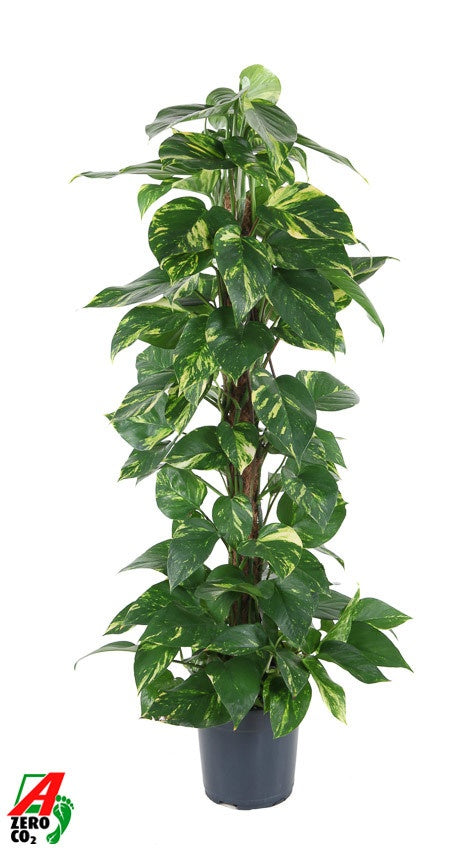 Ammerlaan Green Innovator Epipremnum pinatum mosspole Pack of 1