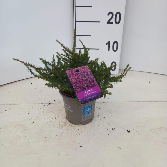 Erica Kramer's Red 10cm 10.5cm Pot