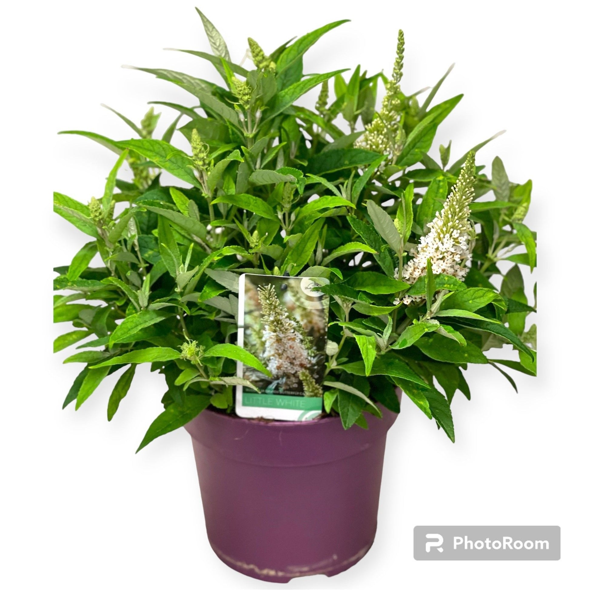 Buddleja Butterfly Candy Little White 60cm 23cm Pot