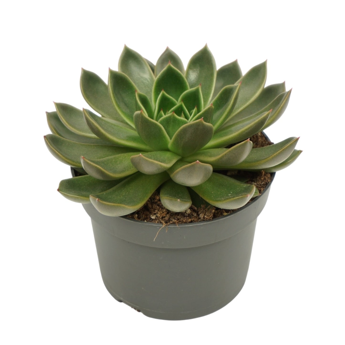 Echeveria setosa 15cm 13cm Pot