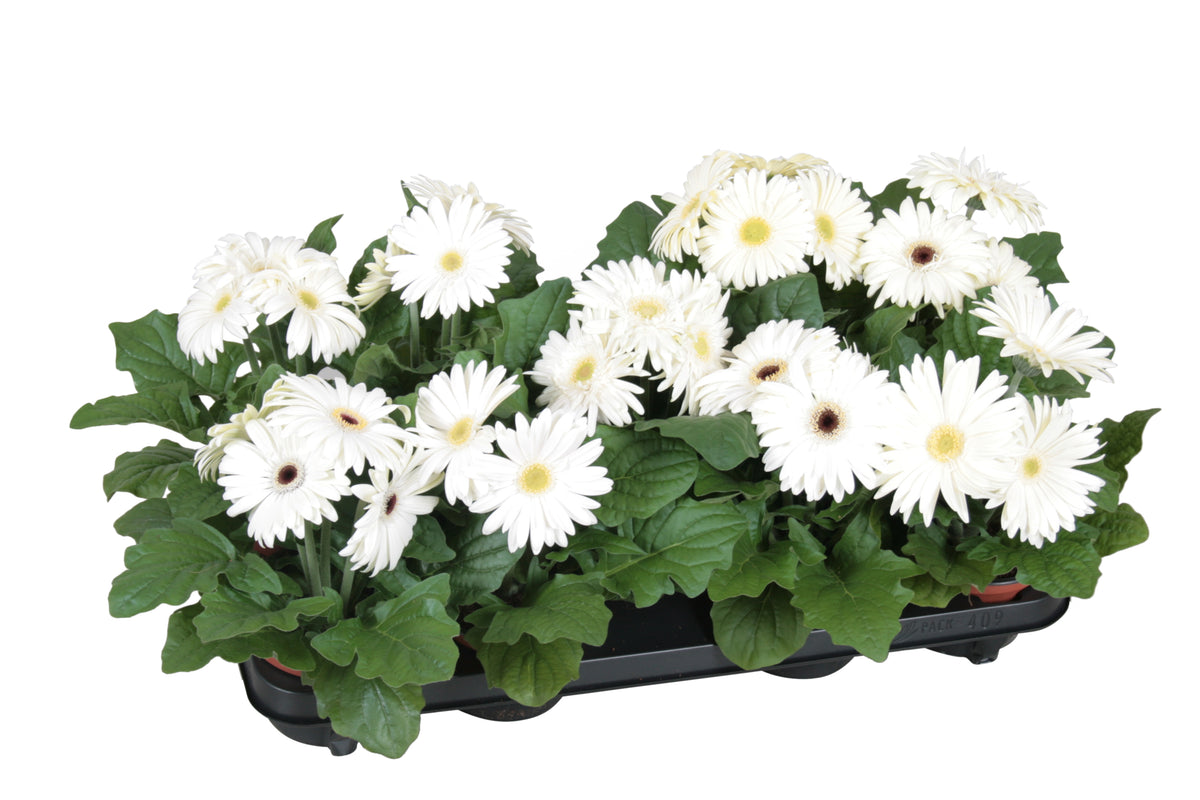 Gerbera Flori Line white 22cm 12cm Pot