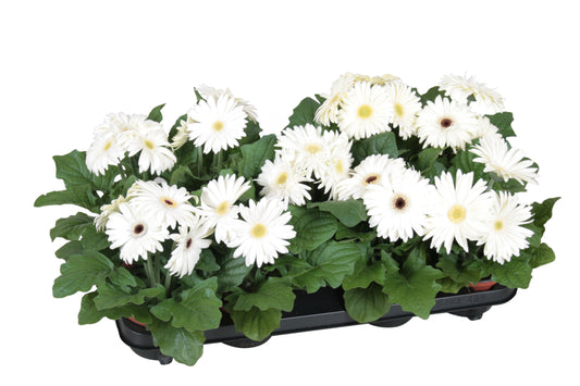 Gerbera Flori Line white 22cm 12cm Pot