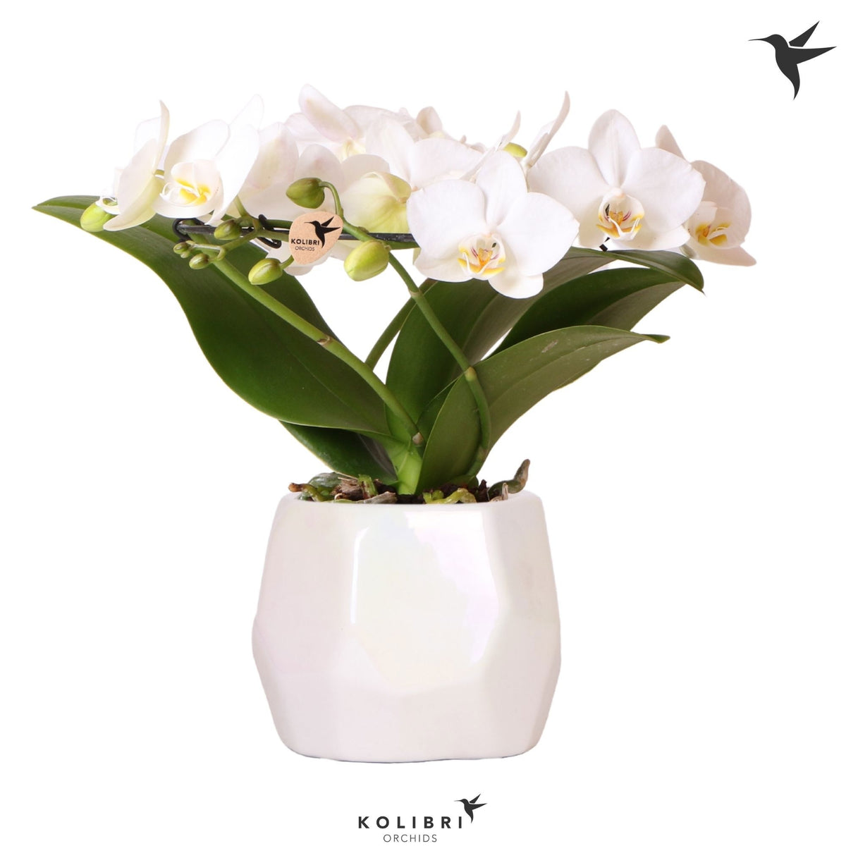 Phalaenopsis multiflora white 30cm 9cm Pot