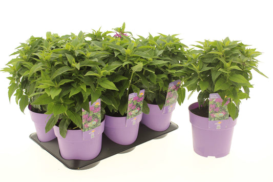 Monarda Balmy Lilac 15cm 15cm Pot