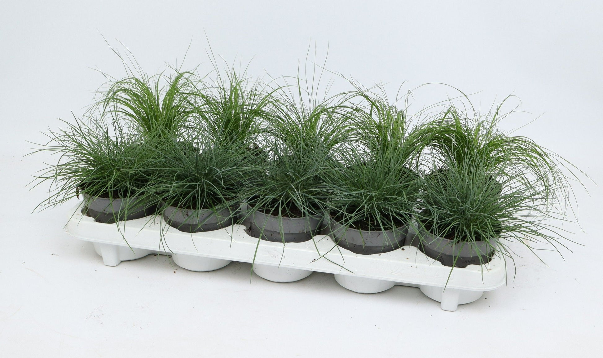 Perennials  mix 25cm 10.5cm Pot