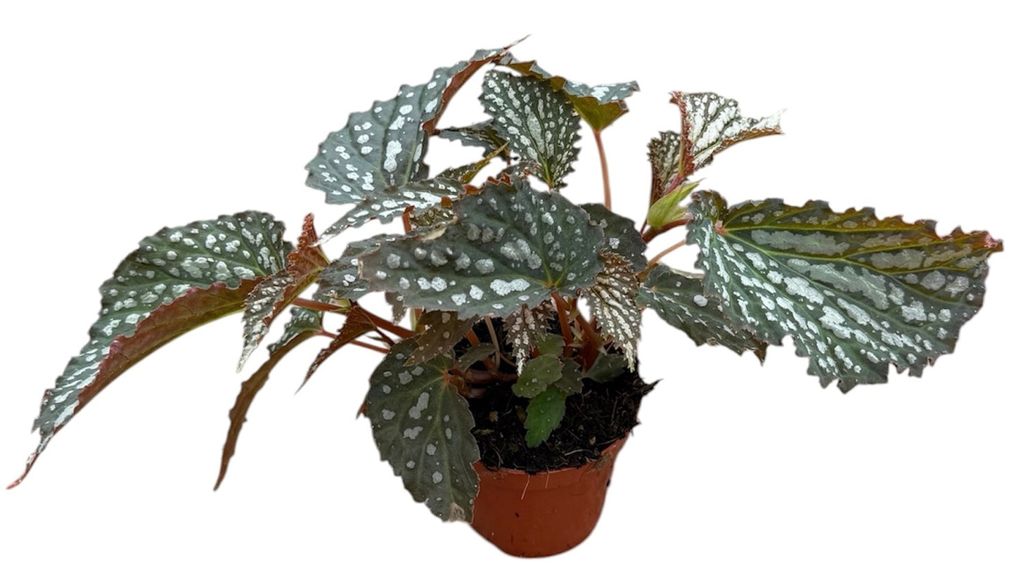 Begonia Cottage Bright Red 12cm 8cm Pot