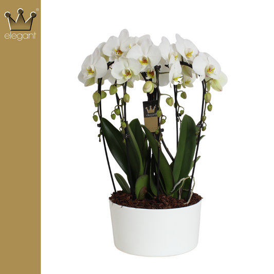 Bernhard New Variety Phalaenopsis white (+ drp.Carly) Pack of 1