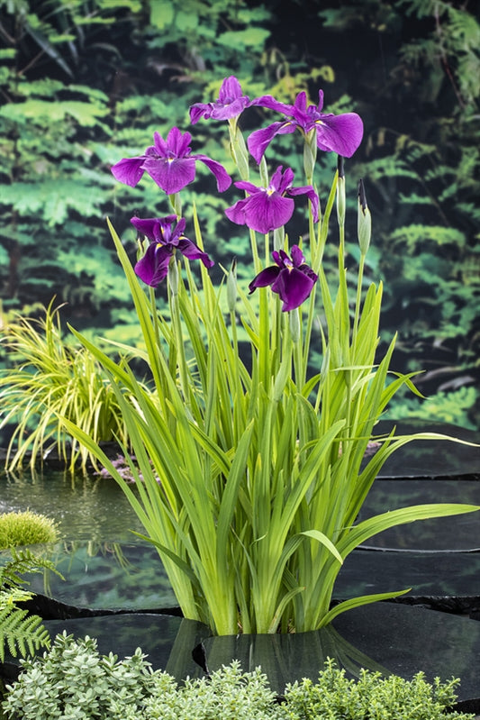 Iris ensata 30cm 18cm Pot