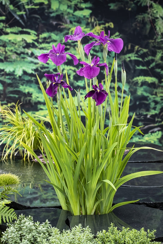 Waterplkw R. Moerings Iris ensata Pack of 3