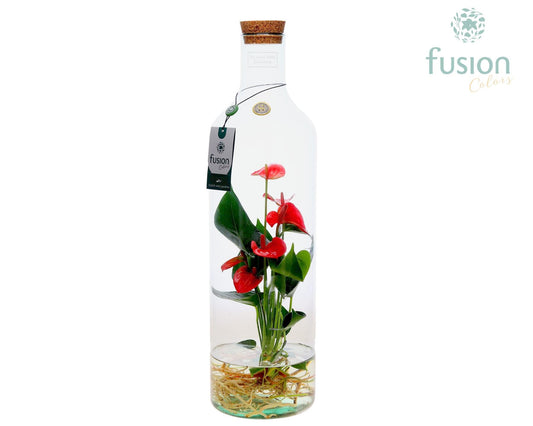 Green Bottle Fles Large met Anthurium op water 55cm 15cm Pot