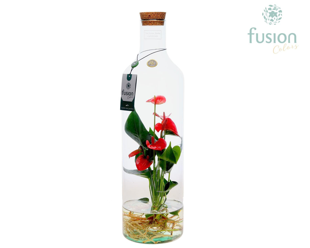 Green Bottle Fles Large met Anthurium op water 55cm 15cm Pot