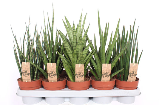 Fachjan BV Sansevieria Luxe mix Pack of 10