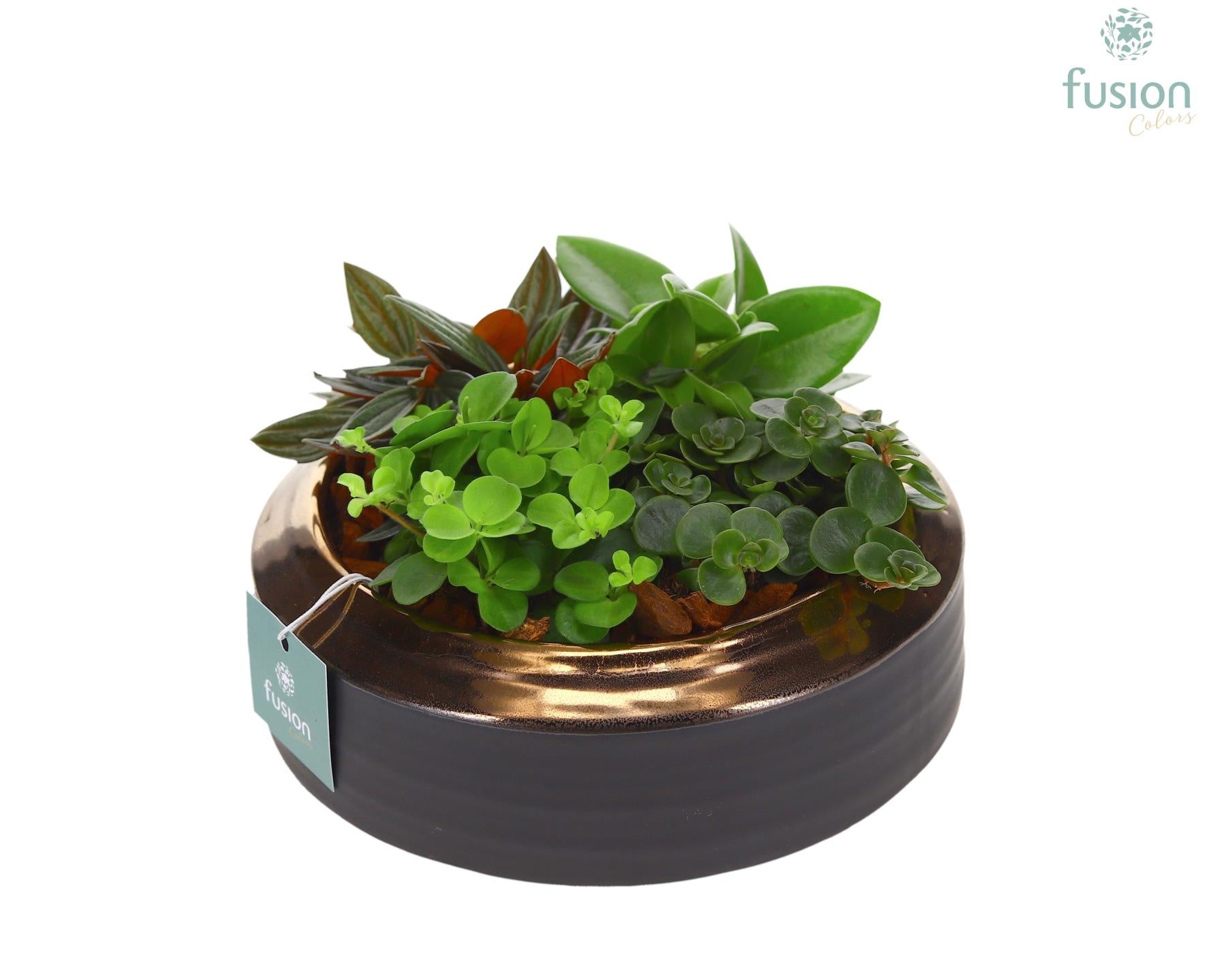 Schaal keramiek brons Medium met groene planten 15cm 19cm Pot