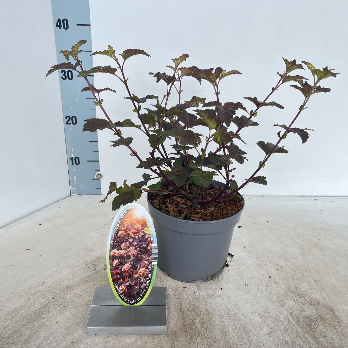 About Plants Zundert BV Physocarpus Lady In Red Pack of 1