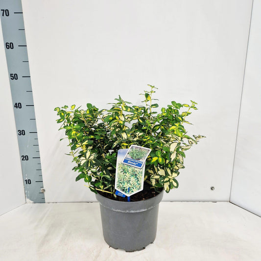 Euonymus Blondy 40cm 23cm Pot