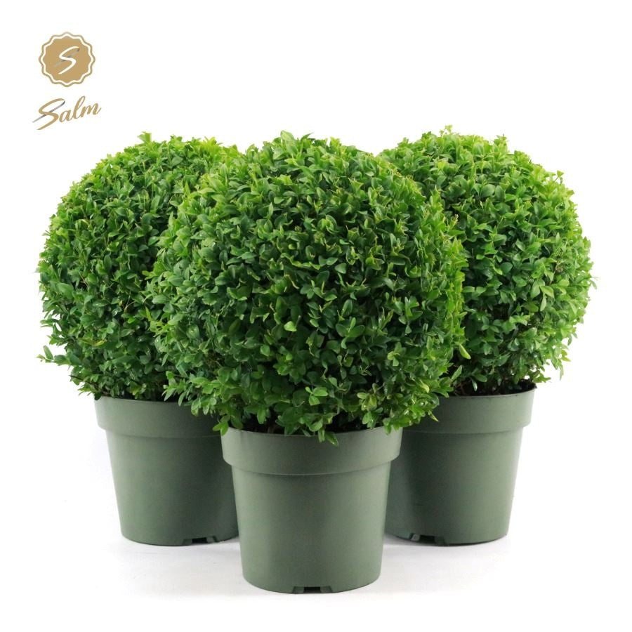 Salm, gebr. van der Buxus sempervirens ball Ø 25 Pack of 1