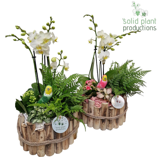 arr. Phalaenopsis HPH002WP 45cm 23cm Pot
