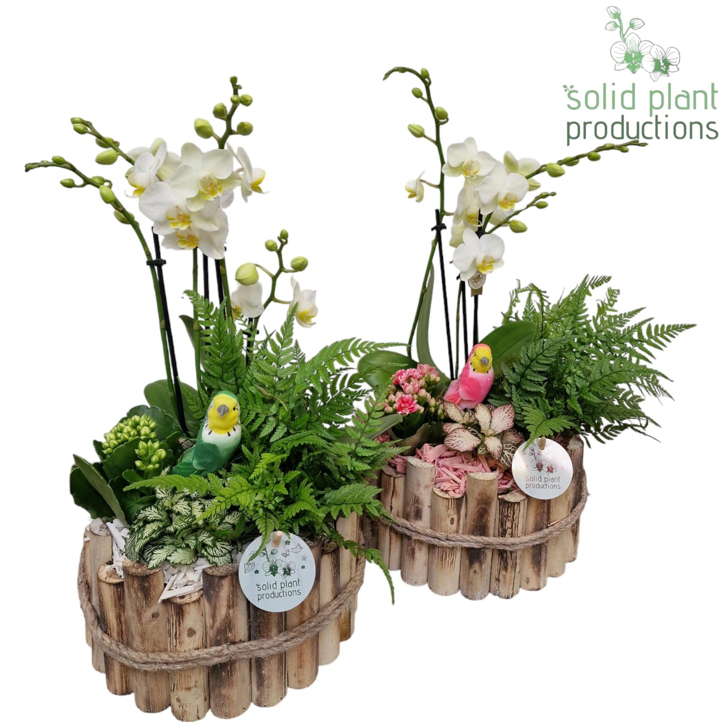 Solid Plant Productions arr. Phalaenopsis HPH002WP Pack of 2
