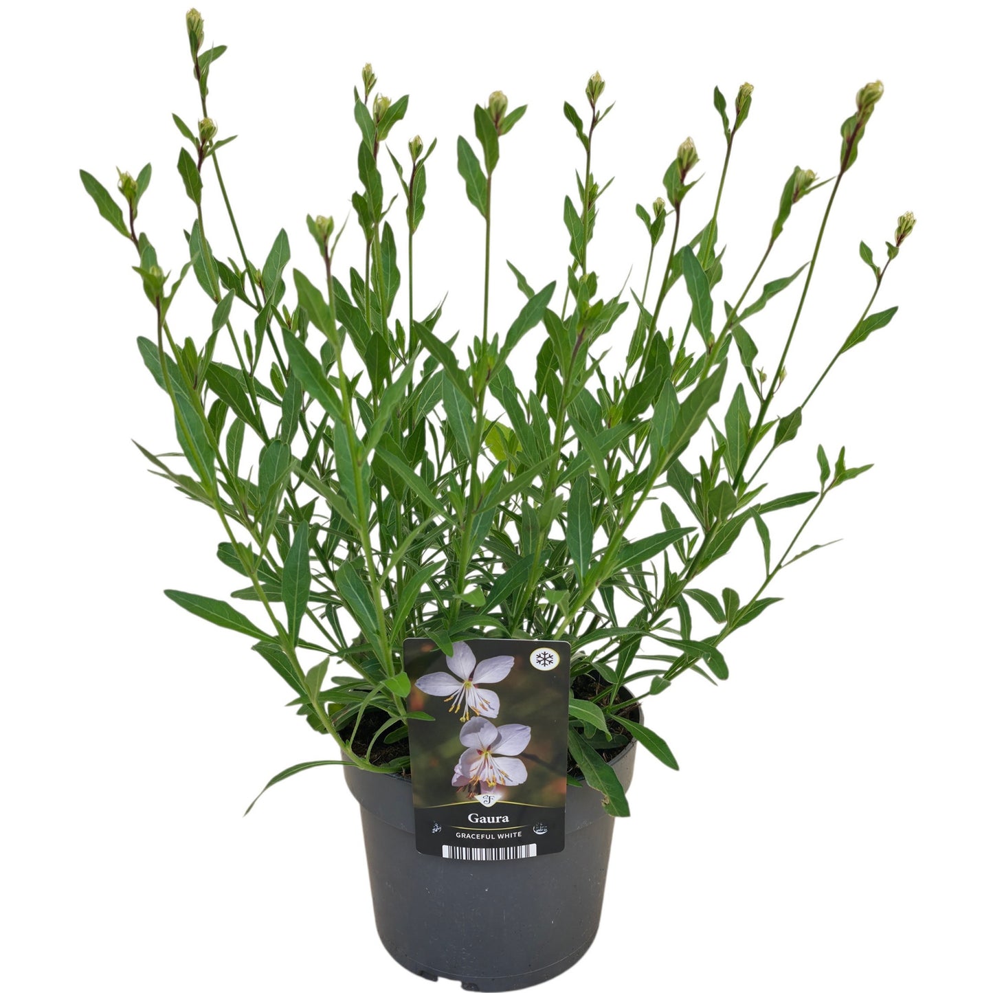 Gaura lind. white 40cm 17cm Pot