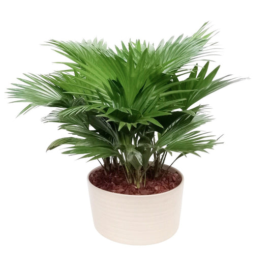 Livistona rotundifolia 48cm 26cm Pot