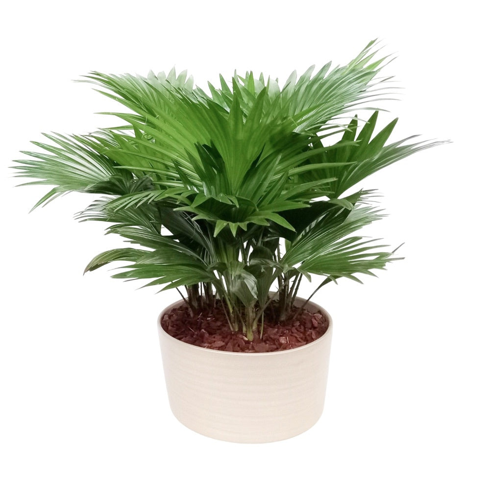Livistona rotundifolia 48cm 26cm Pot