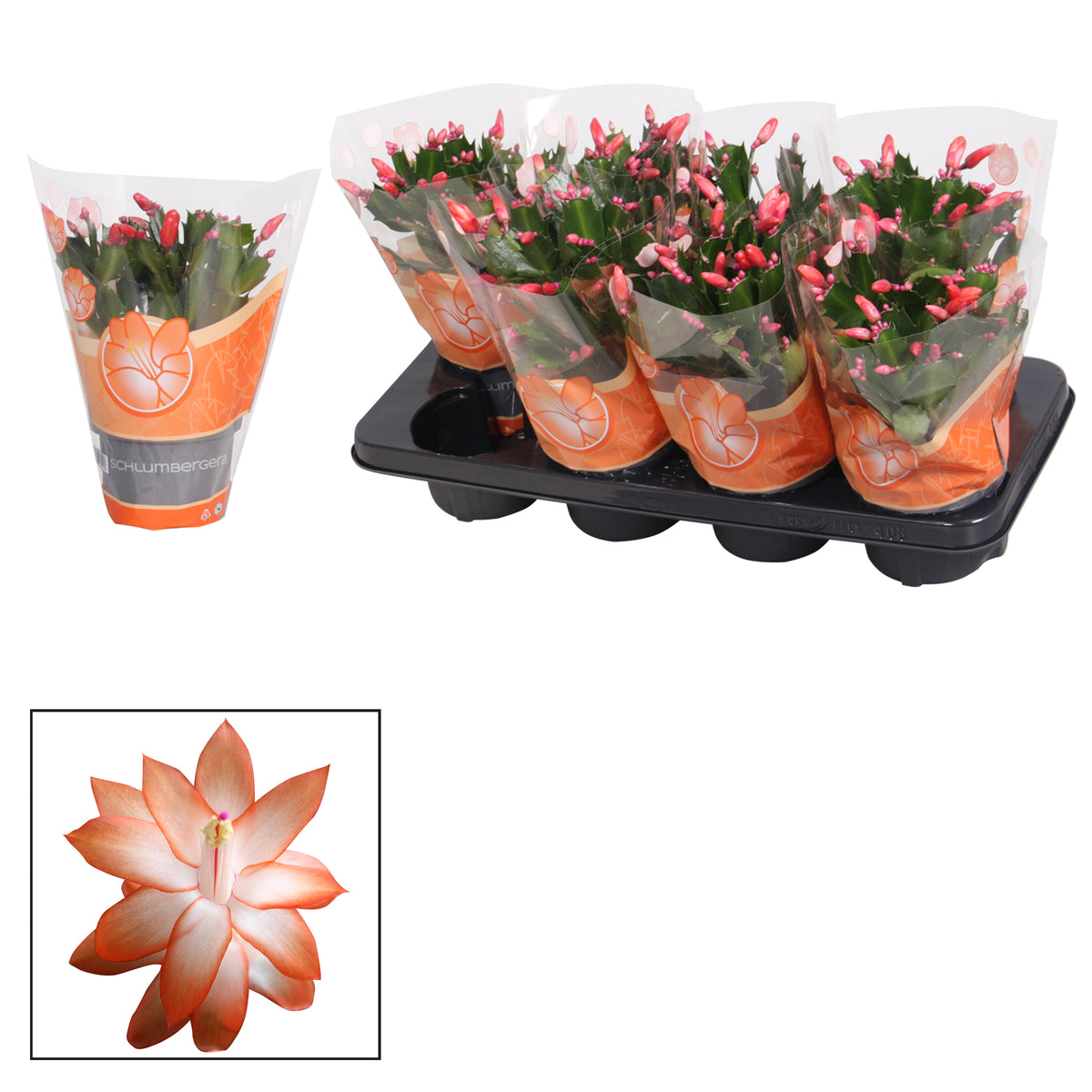 Schlumbergera truncata 27cm 13cm Pot