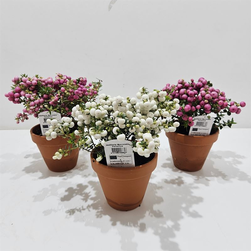 Gaultheria mucronata 20cm 12cm Pot