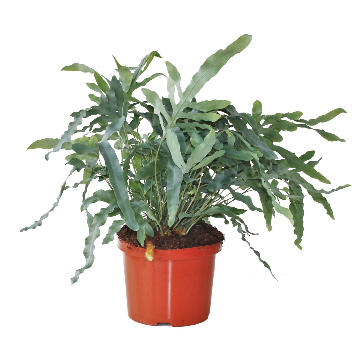 Phlebodium Blue Star 55cm 24cm Pot