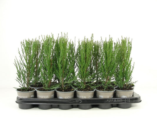 Juniper Blue Arrow 20cm 9cm Pot