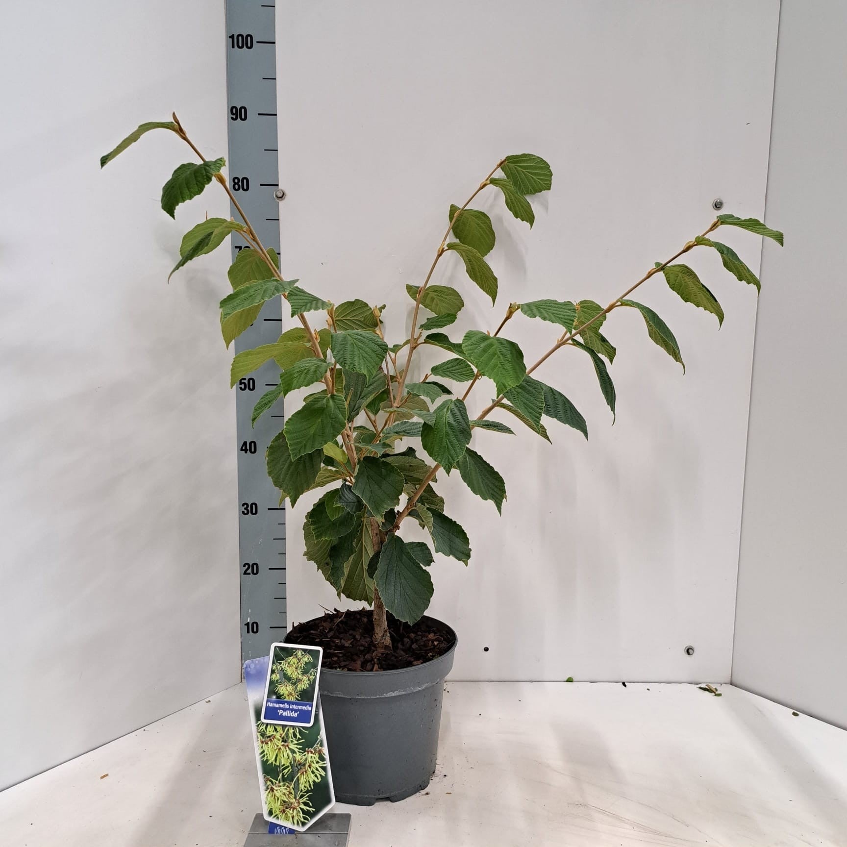 Hamamelis int. Pallida 70cm 23cm Pot