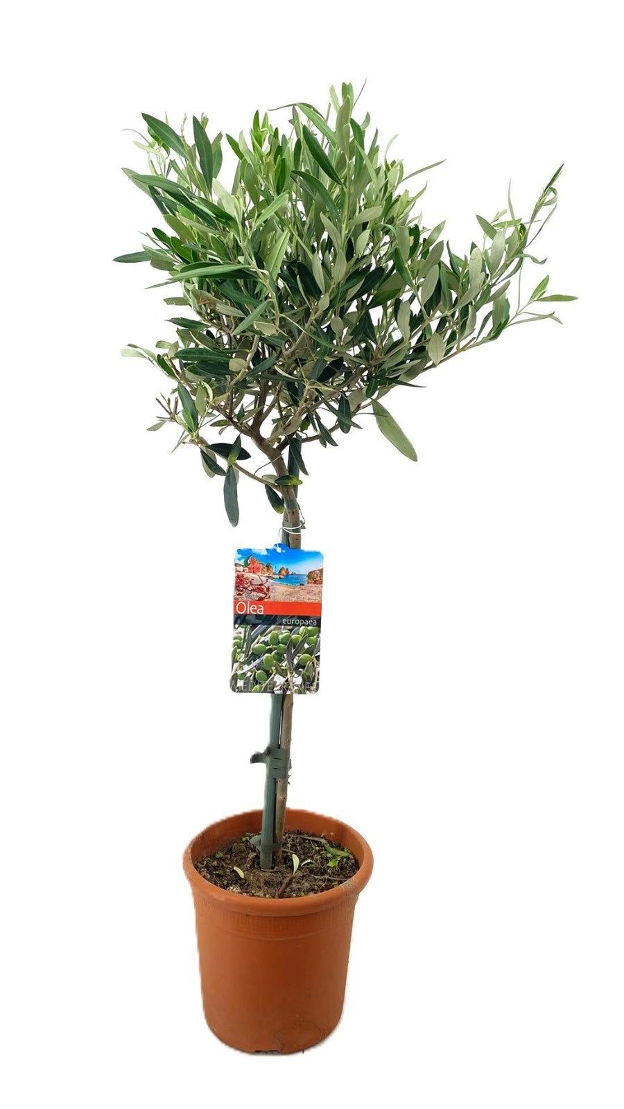 Luiten Kwekerij BV Olea europaea Pack of 4