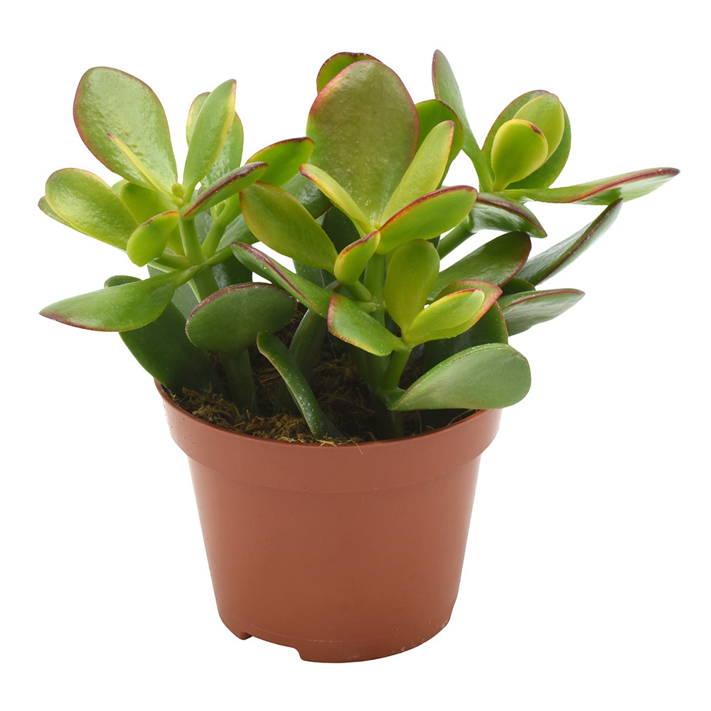 Crassula Sunset 15cm 10.5cm Pot