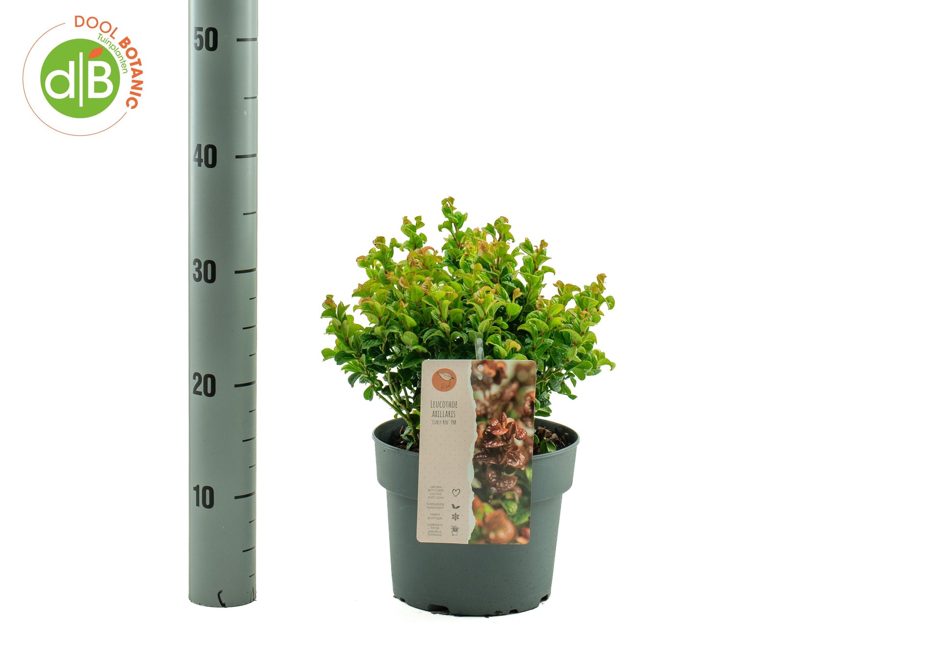 Dool Botanic Leucothoe Curly Red Pack of 1