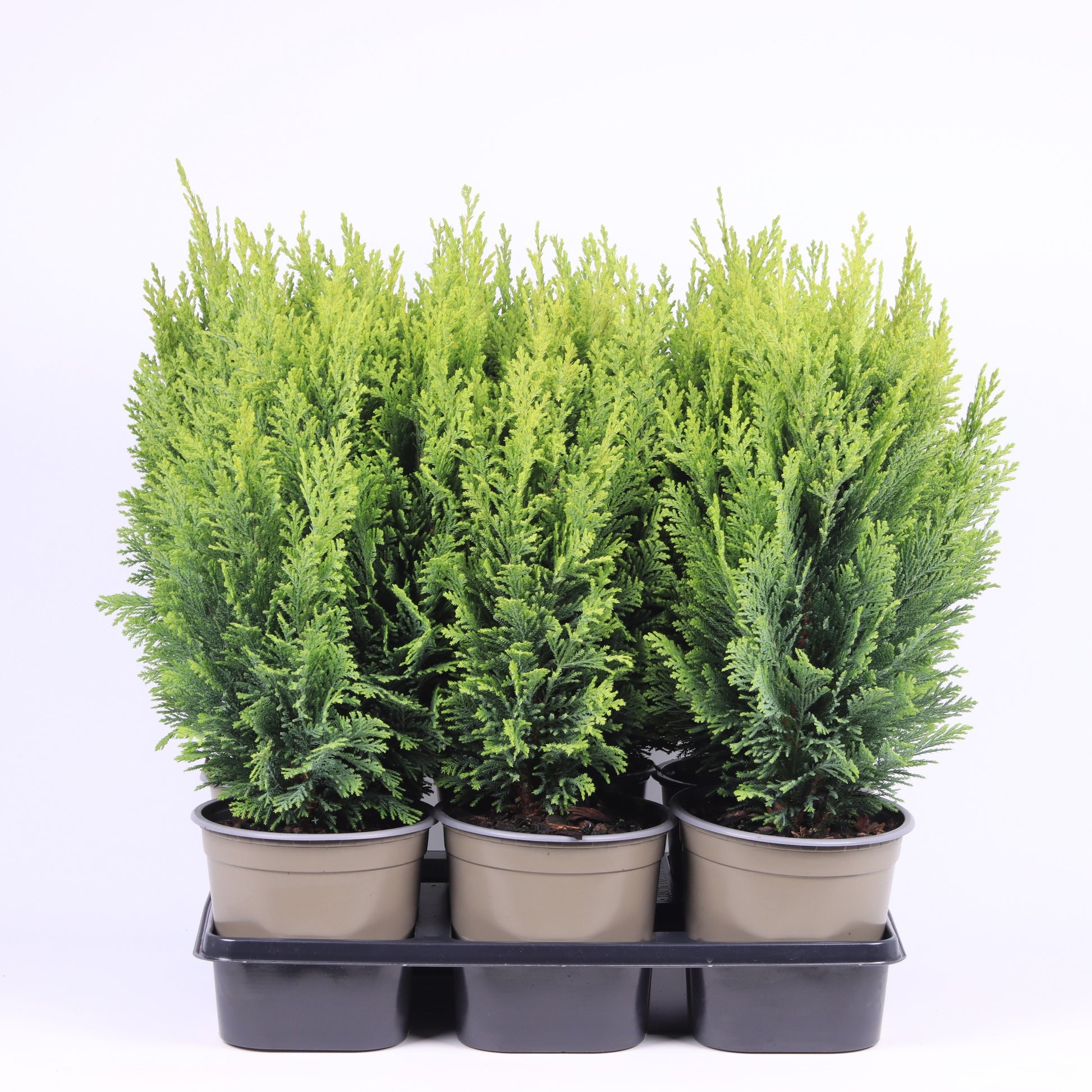 Chamaecyparis Ellwood's Empire 45cm 15cm Pot