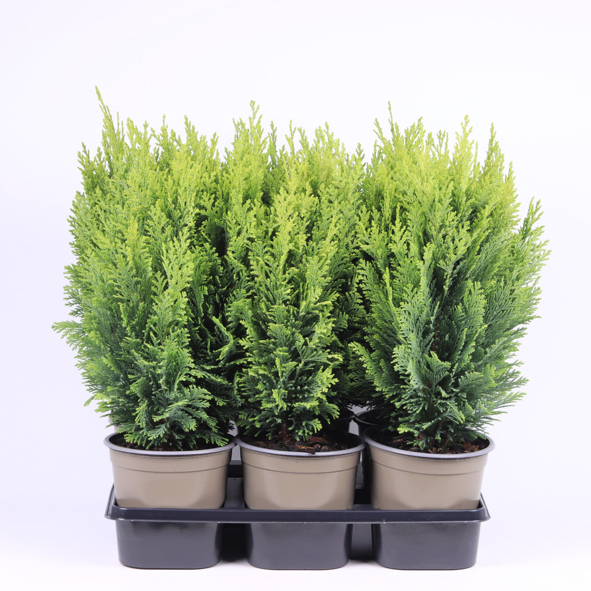 Chamaecyparis Ellwood's Empire 45cm 15cm Pot
