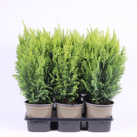 Chamaecyparis Ellwood's Empire 45cm 15cm Pot