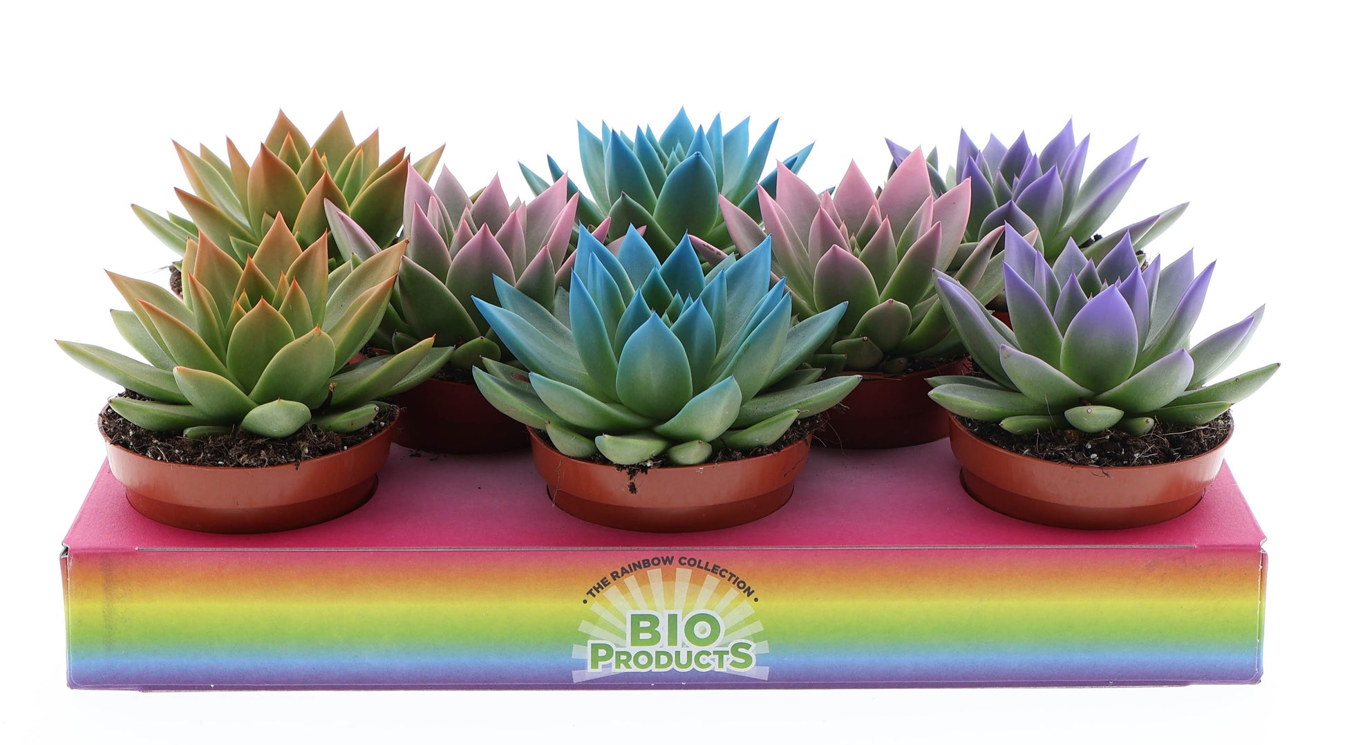 Rainbow tips mix 12cm 510cm Pot