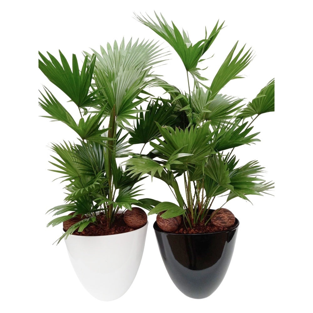 Livistona rotundifolia 85cm 32cm Pot