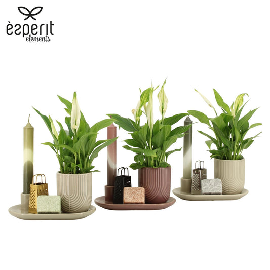 Spathiphyllum arrangement 25cm 18cm Pot