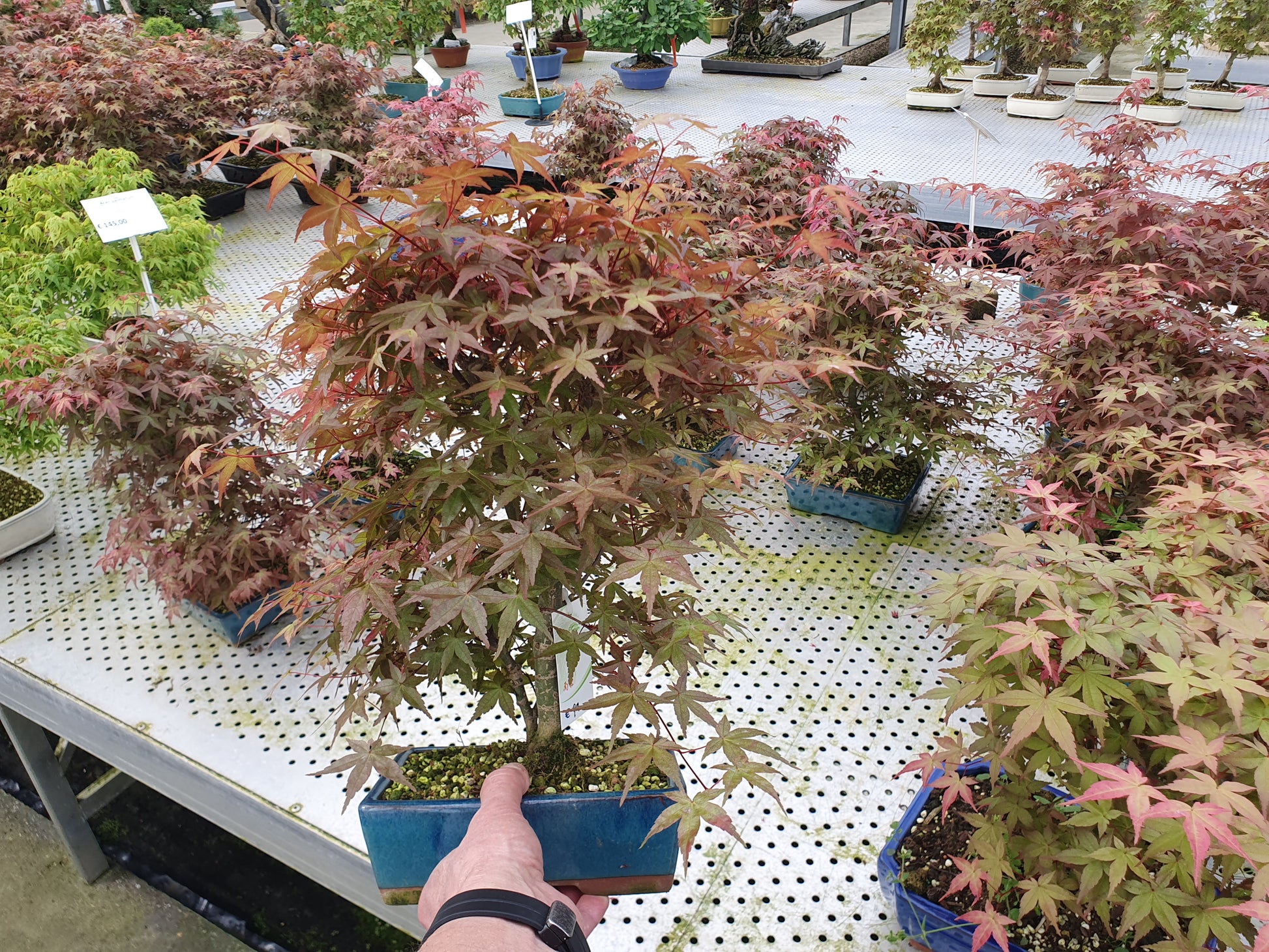 Acer Deshojo 40cm 19cm Pot