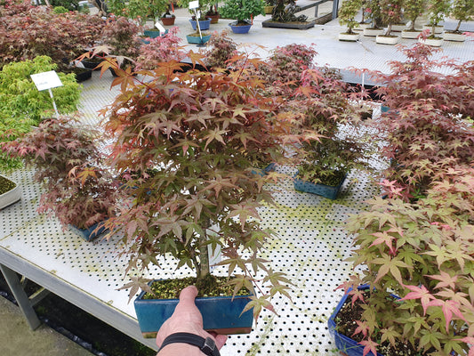 Acer Deshojo 40cm 19cm Pot