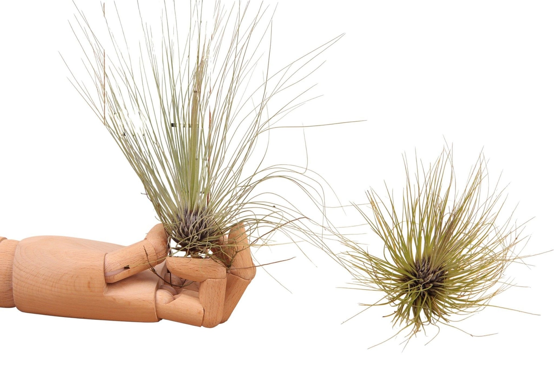 Tillandsia ionantha 15cm 998cm Pot