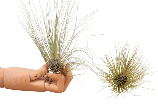 Tillandsia ionantha 15cm 998cm Pot