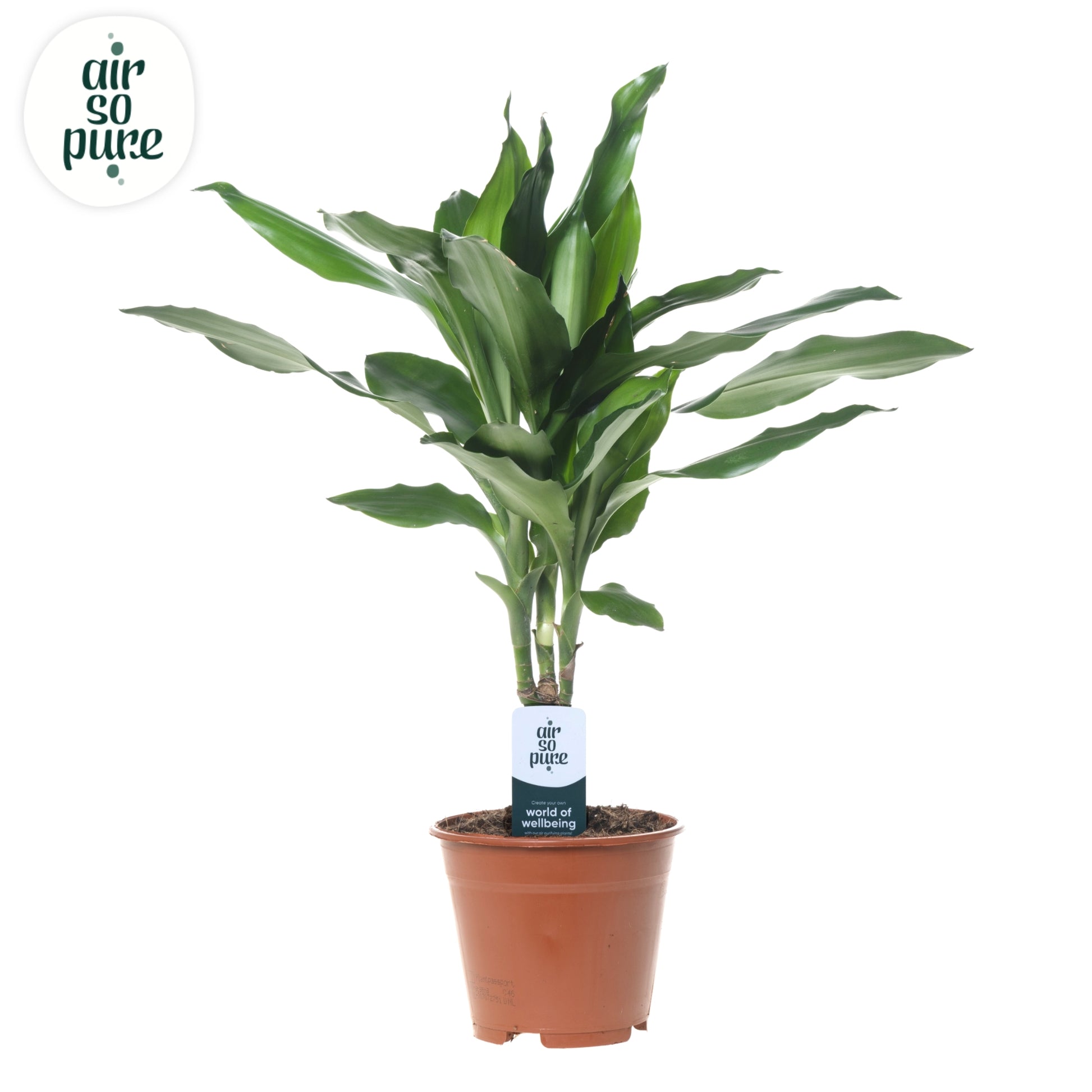 Dracaena frag. Janet Lind 55cm 14cm Pot