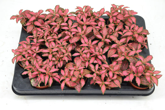 Fittonia Forest Flame 10cm 7cm Pot